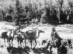 W2650t29.JPG (37443 bytes)