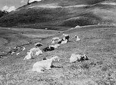 W2650t31.JPG (31148 bytes)