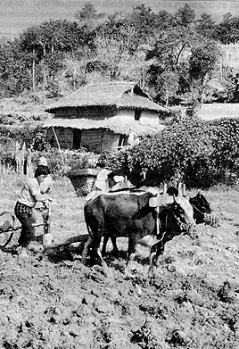 W2650t33.JPG (81938 bytes)