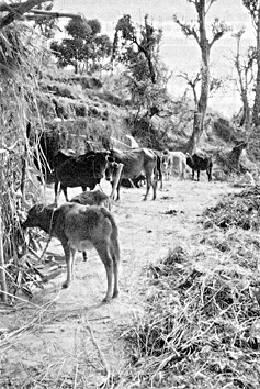 W2650t36.JPG (62187 bytes)