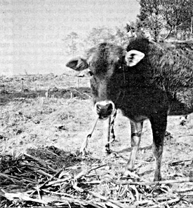 W2650t38.JPG (57569 bytes)