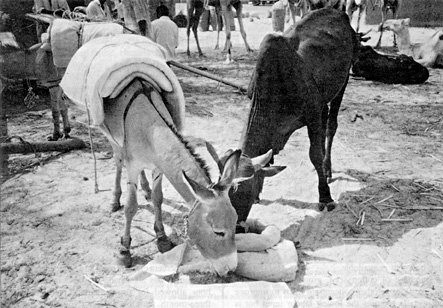 W2650t39.JPG (75113 bytes)