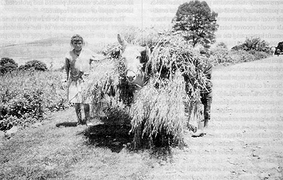 W2650t40.JPG (65162 bytes)