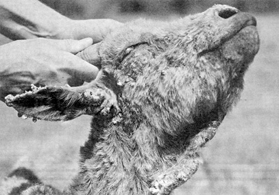 W2650t43.JPG (58702 bytes)