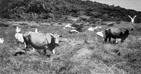 W2650t45.JPG (78783 bytes)