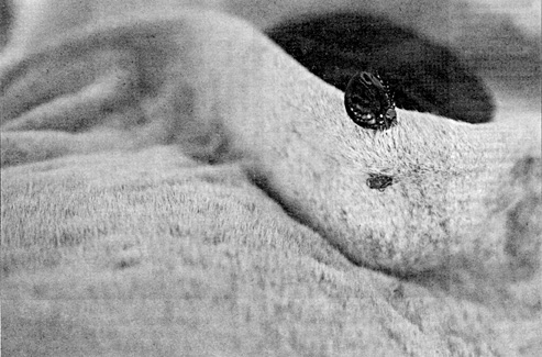 W2650t46.JPG (74123 bytes)