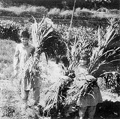 W2650t54.JPG (48385 bytes)