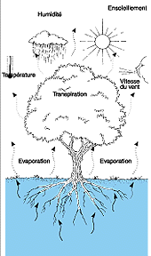 w3094f32.GIF (14559 bytes)