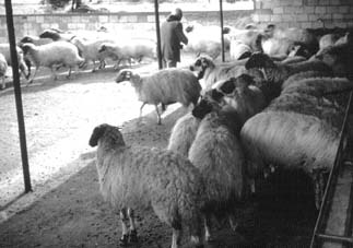 W5256t14.JPG (19477 bytes)