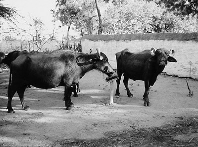 W8600t21.JPG (54988 bytes)