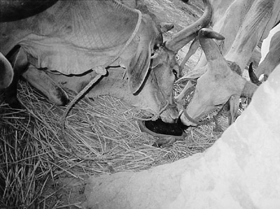 W8600t22.JPG (48335 bytes)