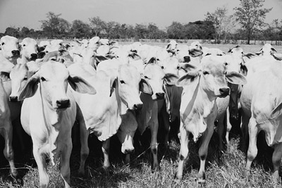 W8600t23.JPG (47561 bytes)