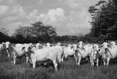 W8600t24.JPG (44835 bytes)