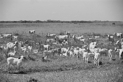 W8600t27.JPG (44736 bytes)