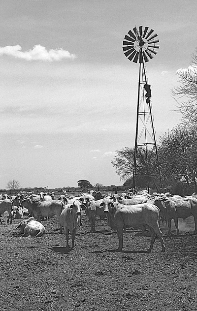 W8600t29.JPG (103621 bytes)