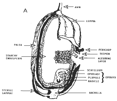 Diagrammatic illustrations of cereal grains (caryopis fruit)