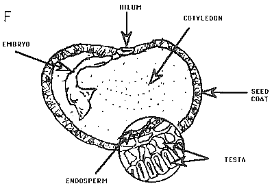 Diagrammatic illustrations of cereal grains (caryopis fruit)
