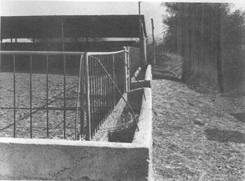 intensive sheep production in the near east