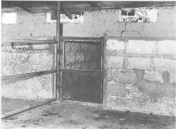 intensive sheep production in the near east