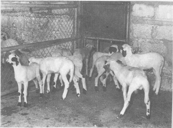 intensive sheep production in the near east