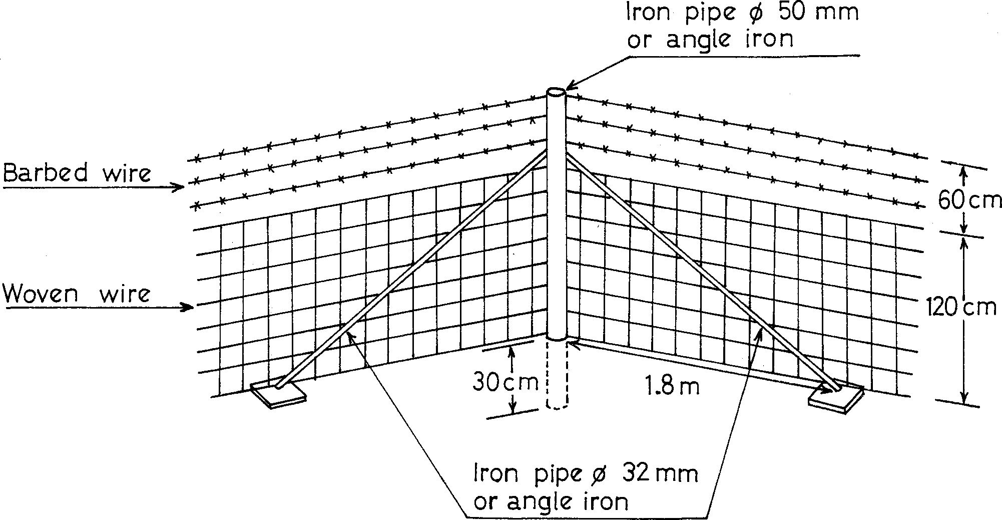 intensive sheep production in the near east