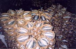 Display of fish at the night wholesale market in Ho Chi Minh City