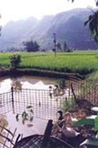 Rice based ecosystems are often modified to enhance the production from a rich and diverse biodiversity (Viet Nam)