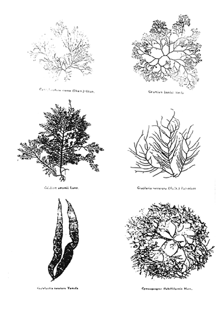 Plate 1.