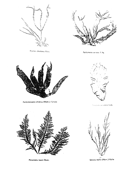 Plate 2.
