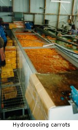 Hydrocooling carrots