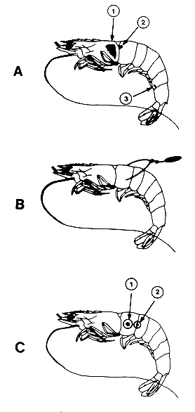 Fig.42