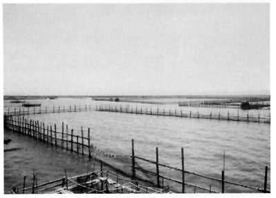Fig. 1a