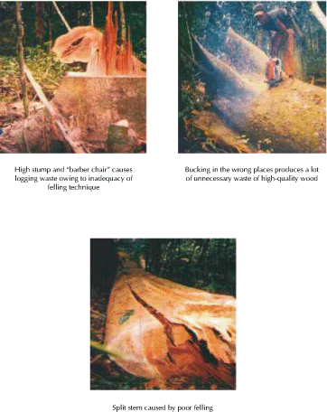 Taking Stock: Assessing Progress in developing and implementing codes of Practice for forest harvesting in ASEAN member countries