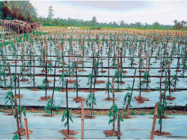 THE NEXT WAVE
OUTCOMES OF THE REGIONAL WORKSHOP ON
INFORMATION MANAGEMENT AND COORDINATION MECHANISMS OF
TSUNAMI EMERGENCY AND REHABILITATION OPERATIONS IN
AGRICULTURE, FISHERIES AND FORESTRY