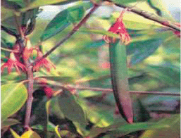 THE NEXT WAVE
OUTCOMES OF THE REGIONAL WORKSHOP ON
INFORMATION MANAGEMENT AND COORDINATION MECHANISMS OF
TSUNAMI EMERGENCY AND REHABILITATION OPERATIONS IN
AGRICULTURE, FISHERIES AND FORESTRY