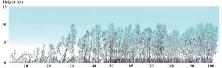 THE NEXT WAVE
OUTCOMES OF THE REGIONAL WORKSHOP ON
INFORMATION MANAGEMENT AND COORDINATION MECHANISMS OF
TSUNAMI EMERGENCY AND REHABILITATION OPERATIONS IN
AGRICULTURE, FISHERIES AND FORESTRY