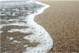 THE NEXT WAVE
OUTCOMES OF THE REGIONAL WORKSHOP ON
INFORMATION MANAGEMENT AND COORDINATION MECHANISMS OF
TSUNAMI EMERGENCY AND REHABILITATION OPERATIONS IN
AGRICULTURE, FISHERIES AND FORESTRY