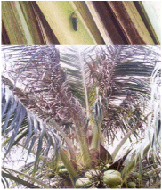 DEVELOPING AN ASIA-PACIFIC STRATEGY
FOR FOREST INVASIVE SPECIES:
THE COCONUT BEETLE PROBLEM �
BRIDGING AGRICULTURE AND FORESTRY