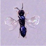 DEVELOPING AN ASIA-PACIFIC STRATEGY
FOR FOREST INVASIVE SPECIES:
THE COCONUT BEETLE PROBLEM �
BRIDGING AGRICULTURE AND FORESTRY