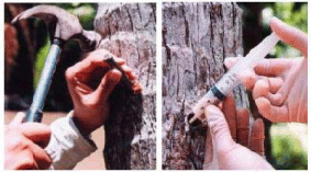 DEVELOPING AN ASIA-PACIFIC STRATEGY
FOR FOREST INVASIVE SPECIES:
THE COCONUT BEETLE PROBLEM �
BRIDGING AGRICULTURE AND FORESTRY
