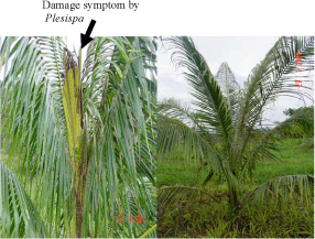 DEVELOPING AN ASIA-PACIFIC STRATEGY
FOR FOREST INVASIVE SPECIES:
THE COCONUT BEETLE PROBLEM �
BRIDGING AGRICULTURE AND FORESTRY