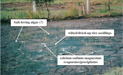 IMPROVING PLANT NUTRIENT MANAGEMENT
FOR
ETTER FARMER LIVELIHOODS, FOOD SECURITY
AND ENVIRONMENTAL SUSTAINABILITY