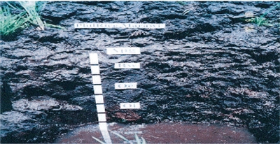 IMPROVING PLANT NUTRIENT MANAGEMENT
FOR
ETTER FARMER LIVELIHOODS, FOOD SECURITY
AND ENVIRONMENTAL SUSTAINABILITY