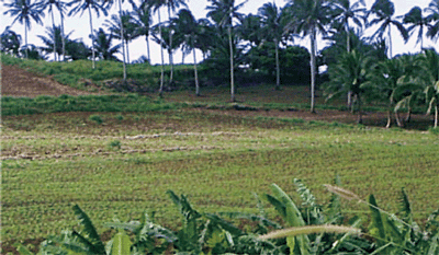 IMPROVING PLANT NUTRIENT MANAGEMENT
FOR
ETTER FARMER LIVELIHOODS, FOOD SECURITY
AND ENVIRONMENTAL SUSTAINABILITY