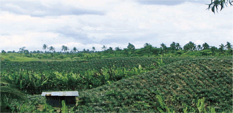 IMPROVING PLANT NUTRIENT MANAGEMENT
FOR
ETTER FARMER LIVELIHOODS, FOOD SECURITY
AND ENVIRONMENTAL SUSTAINABILITY
