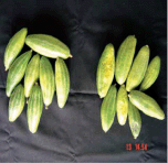 FOOD-BASED NUTRITION STRATEGIES
IN BANGLADESH