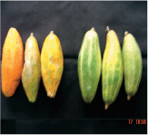 FOOD-BASED NUTRITION STRATEGIES
IN BANGLADESH