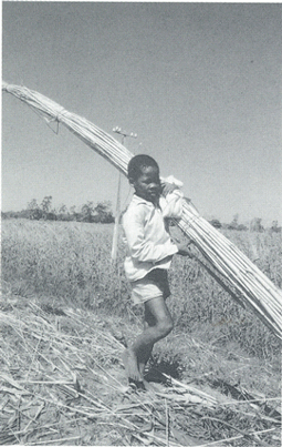 Mozambico: educazione e sviluppo rurale