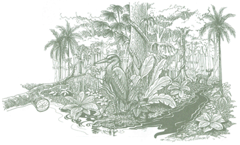 EDUCACI&Oacute;N AMBIENTAL PARA EL TR&Oacute;PICO DE COCHABAMBA