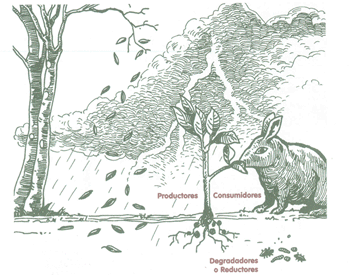 EDUCACI&Oacute;N AMBIENTAL PARA EL TR&Oacute;PICO DE COCHABAMBA